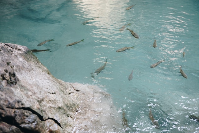 sustainable aquaculture